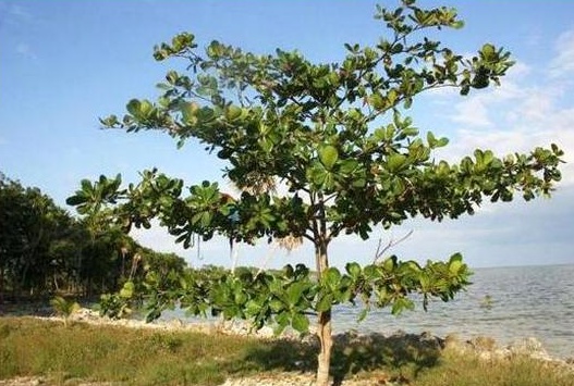 Manfaat daun ketapang untuk ikan cupang