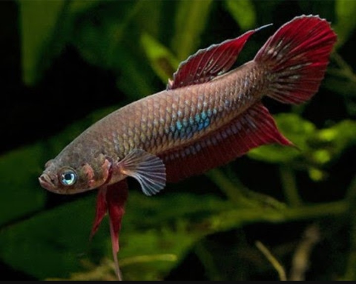 Ikan cupang alam