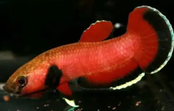 Ikan cupang alam