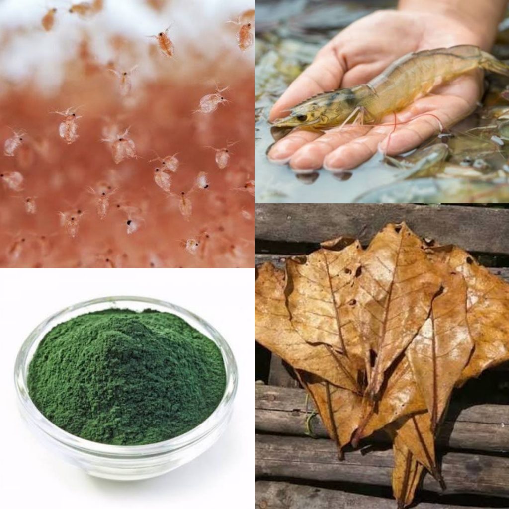 Pakan ikan cupang