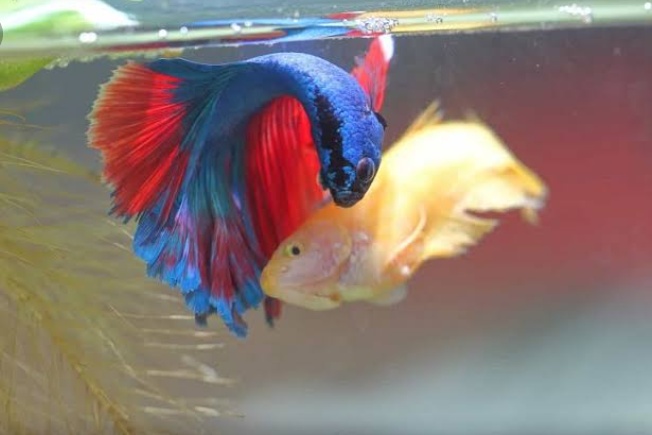 Bisnis ikan cupang
