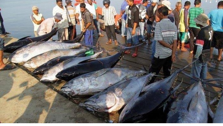 Bisnis abon ikan tuna