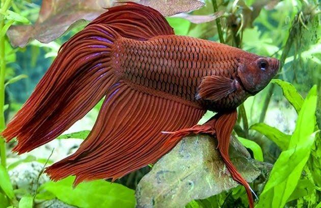 Penyakit umum pada ikan cupang