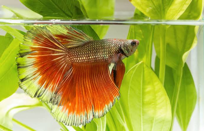 Penyakit umum pada ikan cupang