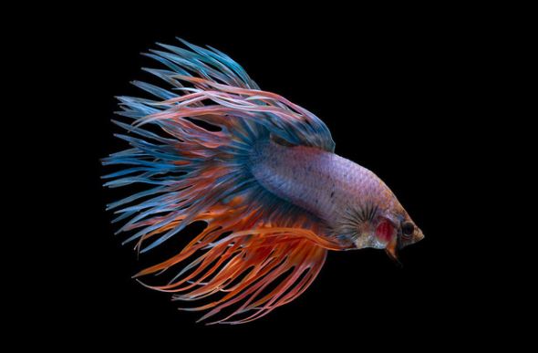 Jenis ikan cupang
