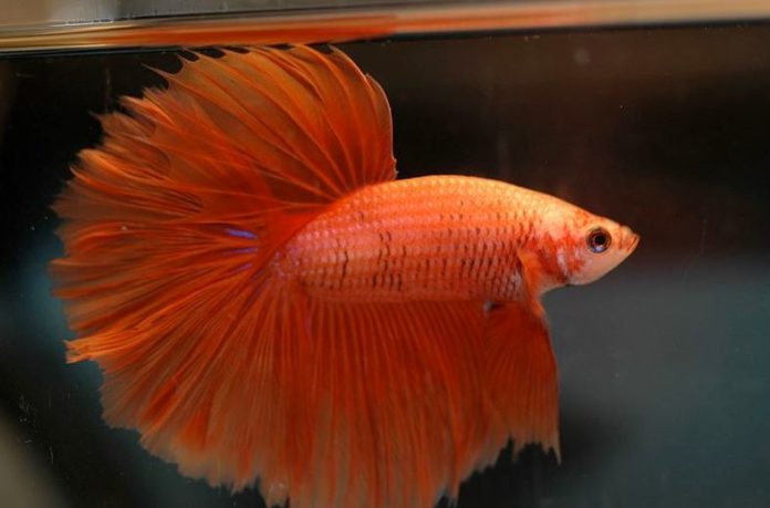 Jenis ikan cupang Halfmoon
