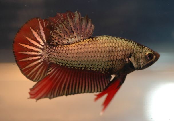 Jenis-jenis ikan cupang