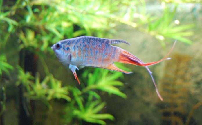 Jenis-jenis ikan cupang
