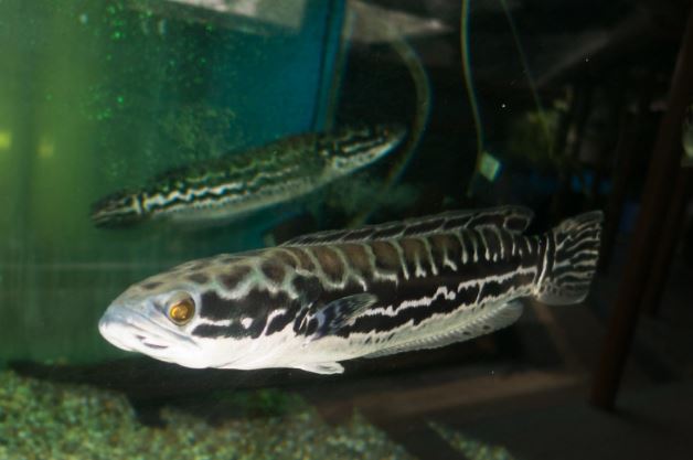Ikan cupang sawah