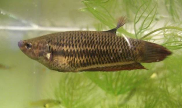 Jenis-jenis ikan cupang