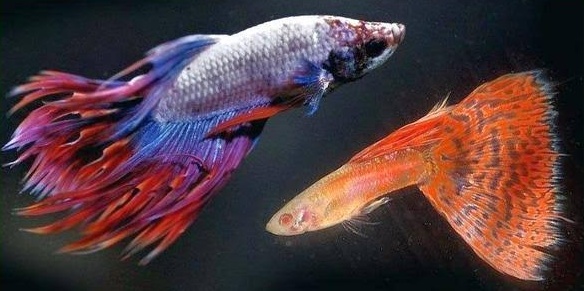 Guppy bukan cupang