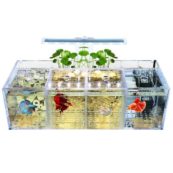 Mitos-mitos tentang ikan cupang