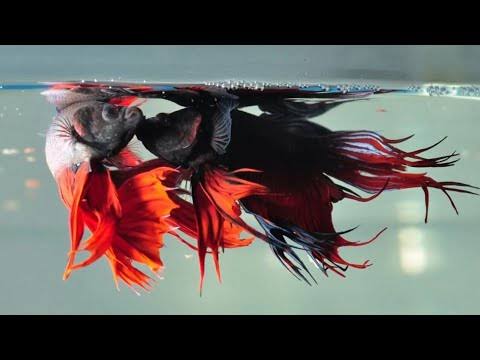 Mitos-mitos tentang ikan cupang