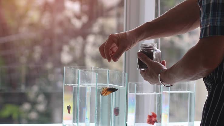 Tips merawat ikan cupang
