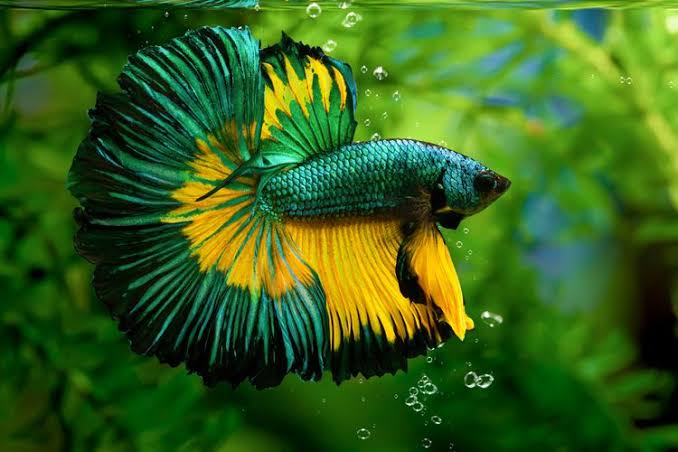 Guppy bukan cupang