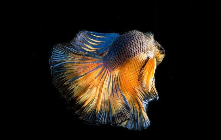 Mitos-mitos ikan cupang