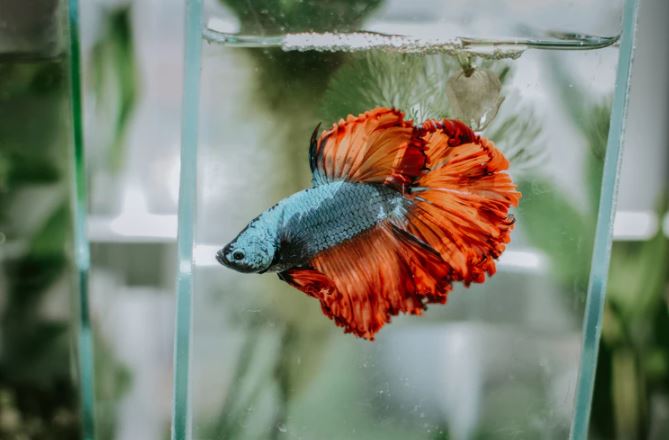 Mitos-mitos tentang ikan cupang